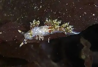 Abronica abronia (Abronicidae)