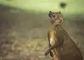 Agouti au campo de Santana ou Praça da República à Rio de Janeiro au Brésil