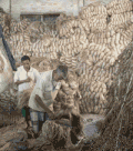 Photo de la coupe de la partie inférieure de la longue fibre de jute.