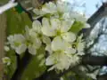 Fleur