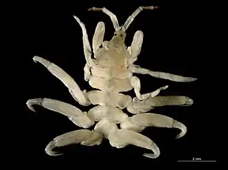 Cyamus boopis (Cyamidae)