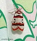 Cyana bianca (Erebidae)