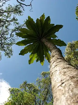 Description de l'image Cyanea superba.jpg.