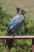 Cyanocitta stelleri.