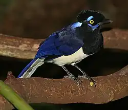 Cyanocorax chrysops