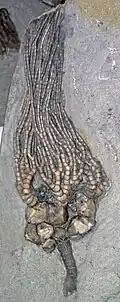 Cyathocrinites kelloggi