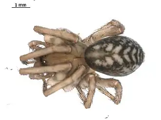 Description de l'image Cybaeus sinuosus f2.jpg.