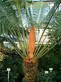 Organe reproducteur mâle.