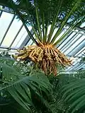 Organes reproducteurs femelles.