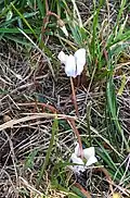 Cyclamen