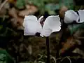 forme à fleurs blanches(f. pallidum).