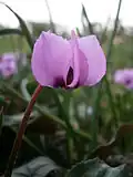 forme à fleurs rose clair.