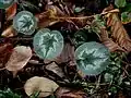 feuilles en automne.