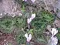 Cyclamen graecumà l'île de Spetses.