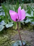 Gros plan de la fleur.
