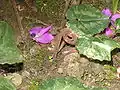 Après pollinisation.