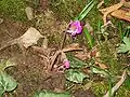 Éclosion des fleurs.