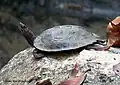 Tortue-feuille d'Asie