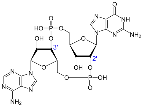 Structure du GMP-AMP cyclique.