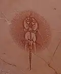 Cyclobatis major, Cénomanien, fossile découvert à Hakel (Liban)