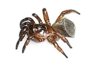 Description de l'image Cyclocosmia truncata.jpg.