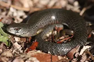 Description de l'image Cyclodomorphus casuarinae in a garden in Bicheno, Tasmania.jpg.