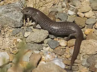 Description de l'image Cyclodomorphus praealtus.jpg.