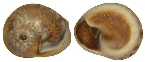 Cyclope neritea