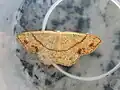 Cyclophora (Codonia) punctaria  (Linnaeus, 1758)