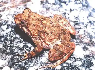 Description de l'image Cycloramphus boraceiensis01.jpg.