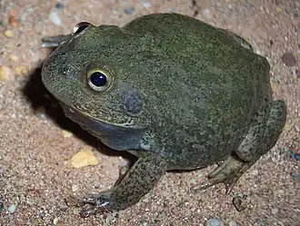 Description de l'image Cyclorana platycephala.jpg.