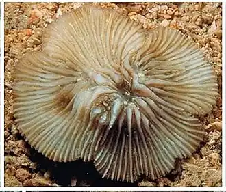 Cycloseris fragilis