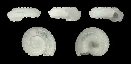 Cyclostrema archeri, des cyclostrema, des turbinidae.