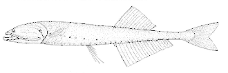 Description de l'image Cyclothone microdon (Veiled anglemouth).gif.