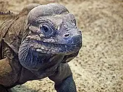 Tête d'un iguane vue de trois-quarts face.