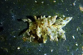 Cyerce bourbonica.