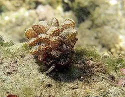 Cyerce pavonina.