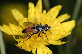 Description de l'image Cylindromyia brassicaria.JPG.
