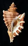 Cymatium femorale