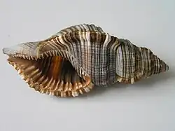 Cymatium macrodon.