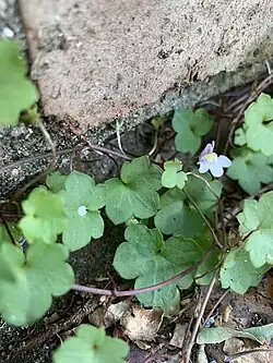 Deux graines plaquées dans des interstices