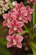 Cymbidium Clarisse Austin 'Best Pink'