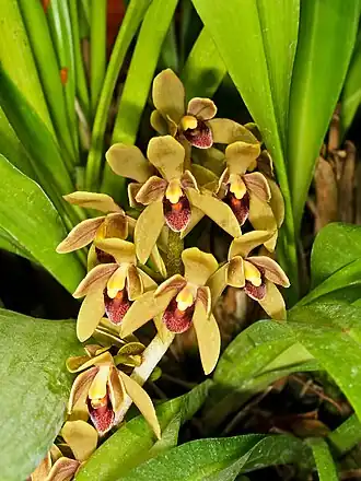 Description de l'image Cymbidium devonianum Orchi 004-1.jpg.