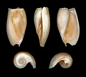 Cymbium cymbium.