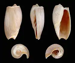 Cymbium souliei