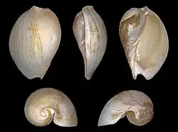 Cymbium tritonis.