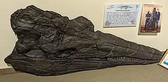 Grand crâne noir d'un ichthyosaure exposé dans un musée.