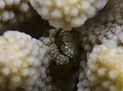 Cymo quadrilobatus