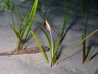 Cymodocea nodosa