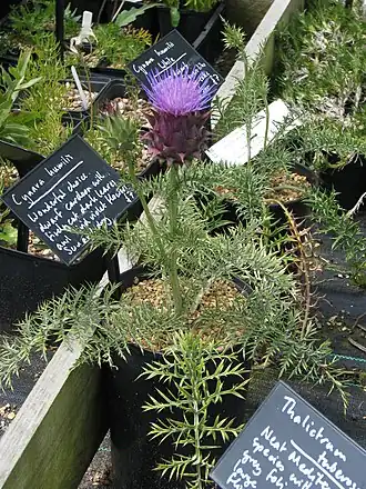 Description de l'image Cynara humilis (14225491129).jpg.